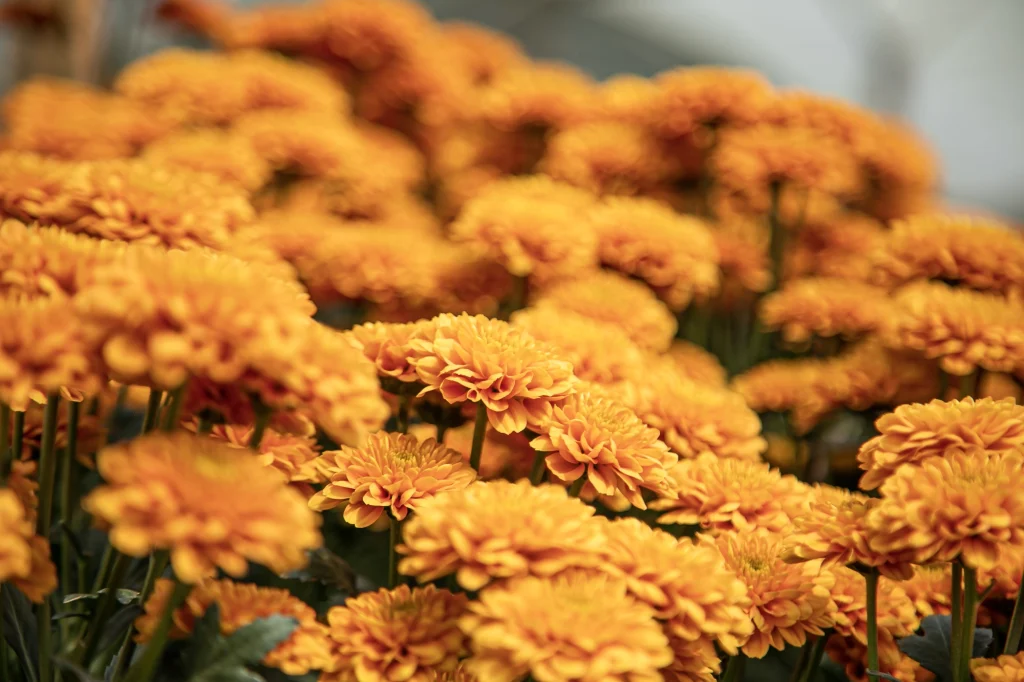 orange Chrysanthemums 