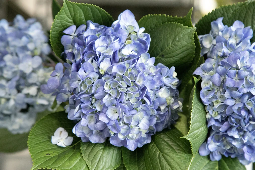 Hydrangeas purple