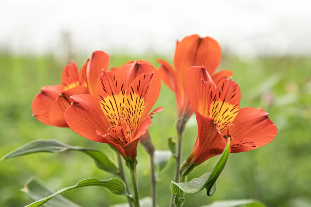 Alstroemerias astromelias