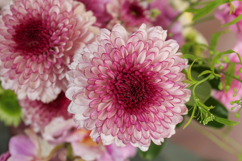 Chrysanthemums mums crisantemo