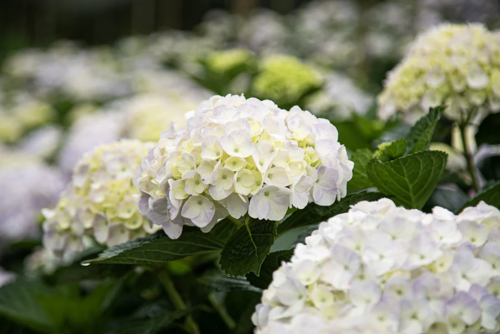 Hydrangeas hortensias