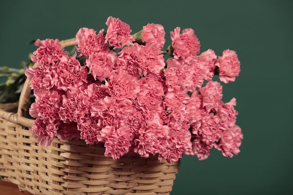 carnations claveles